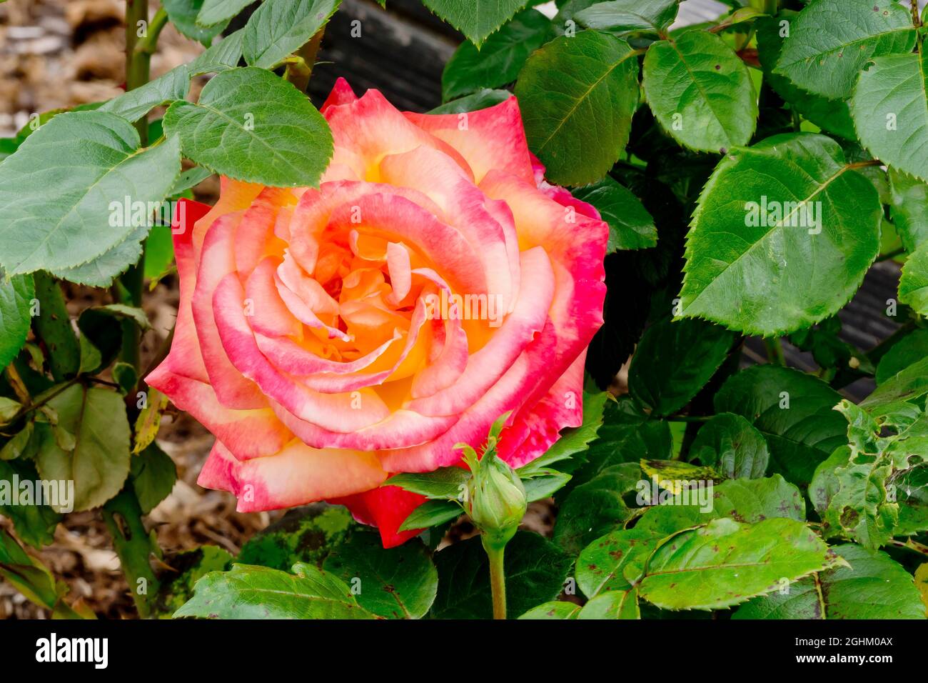 Rose tree 'Pullman OrientExpress' in bloom in a garden Stock Photo Alamy