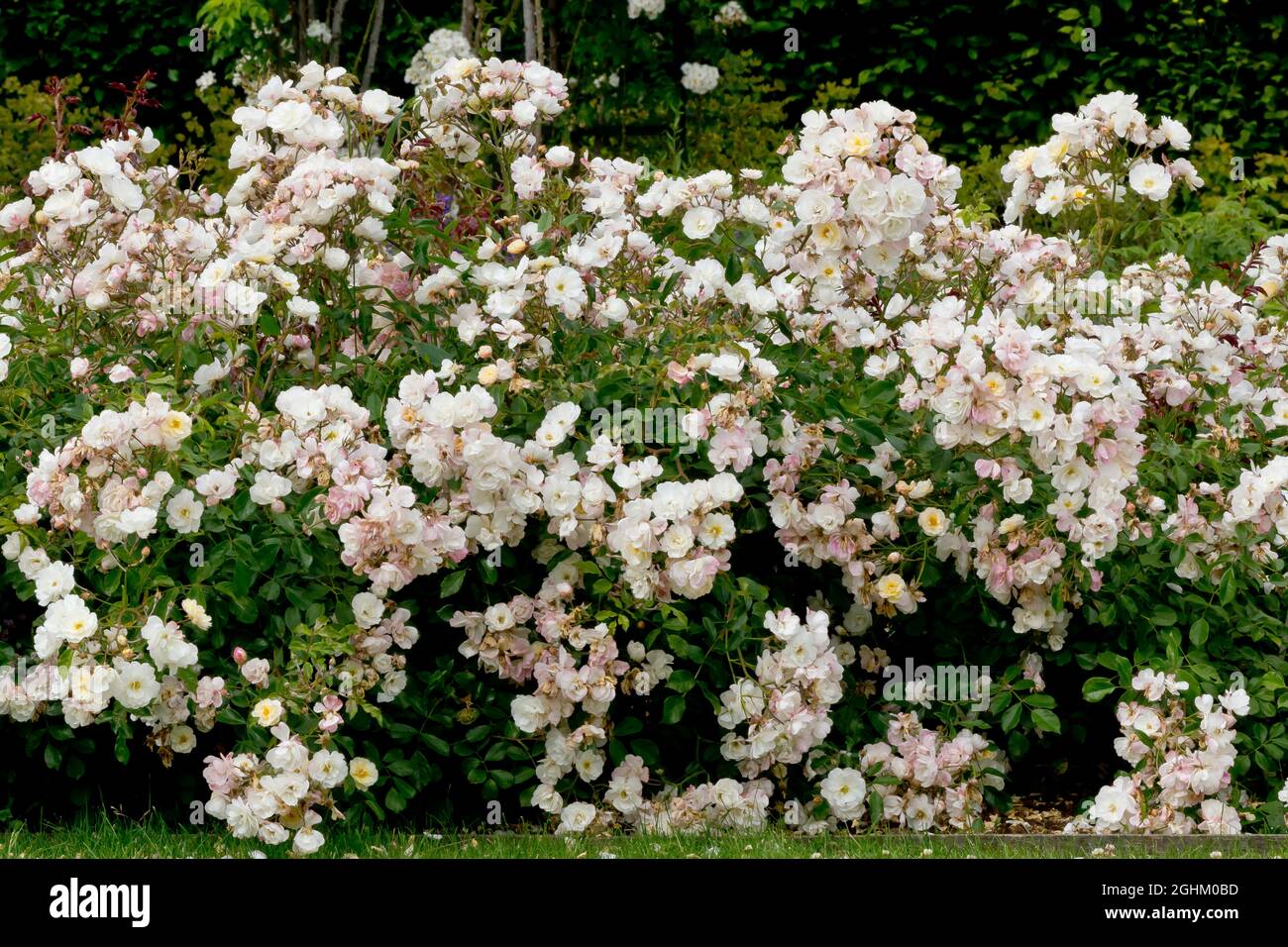Rosa multiflora 'Nana' 1891 Stock Photo Alamy
