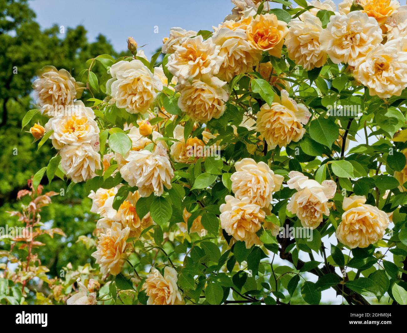 Rose tree 'William Allen Richardson' in bloom in a garden Stock Photo -  Alamy
