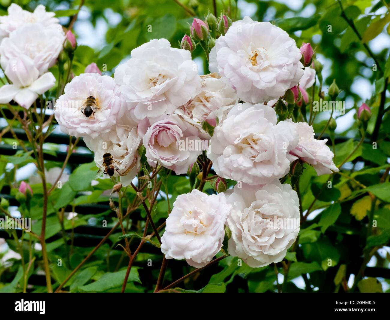 Rose tree 'Blush Noisette' in bloom in a garden Stock Photo