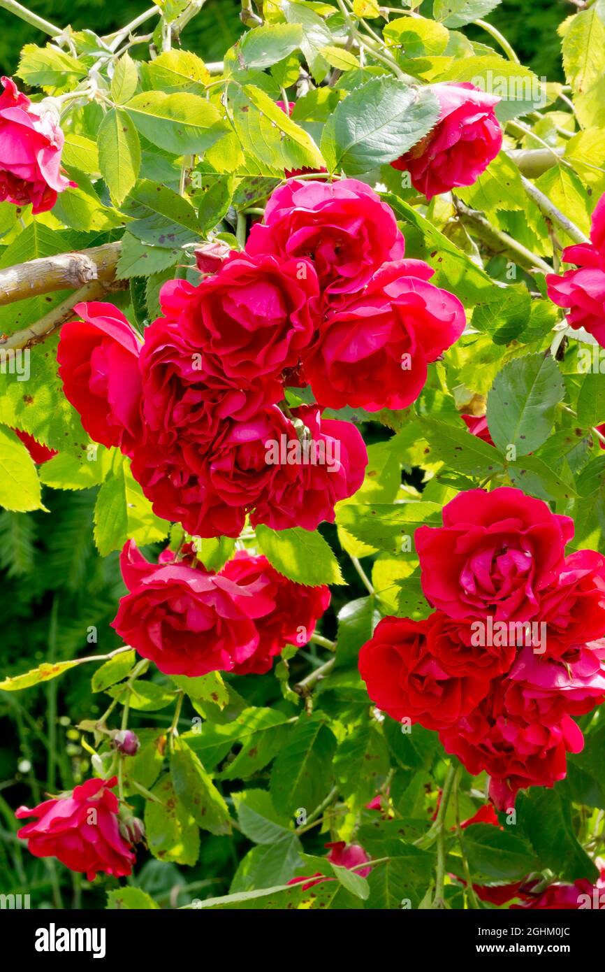Rosa pauls scarlet climber hi-res stock photography and images - Alamy