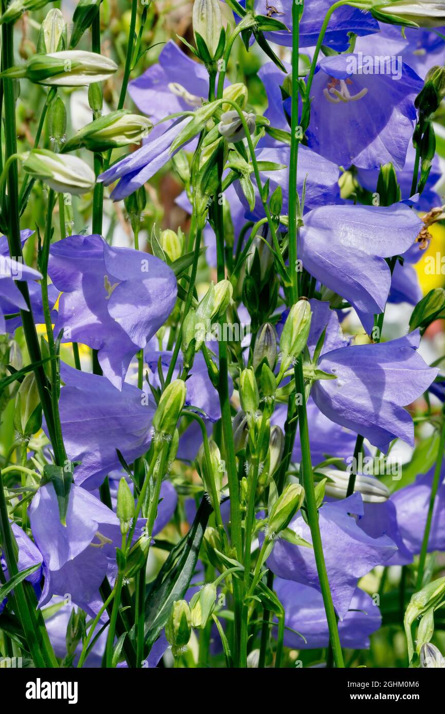 campanula-persicifolia-stock-photo-download-image-now-biennial