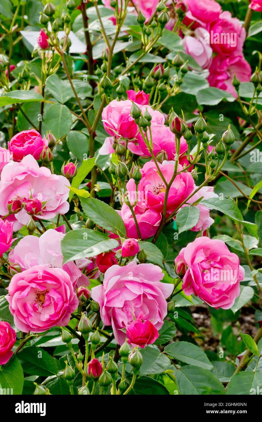 Rose tree 'Marjorie Fair' in bloom in a garden Stock Photo Alamy