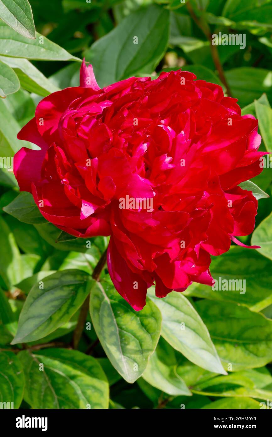 Peony 'Madame Antoine Riviere' in bloom in a garden Stock Photo Alamy
