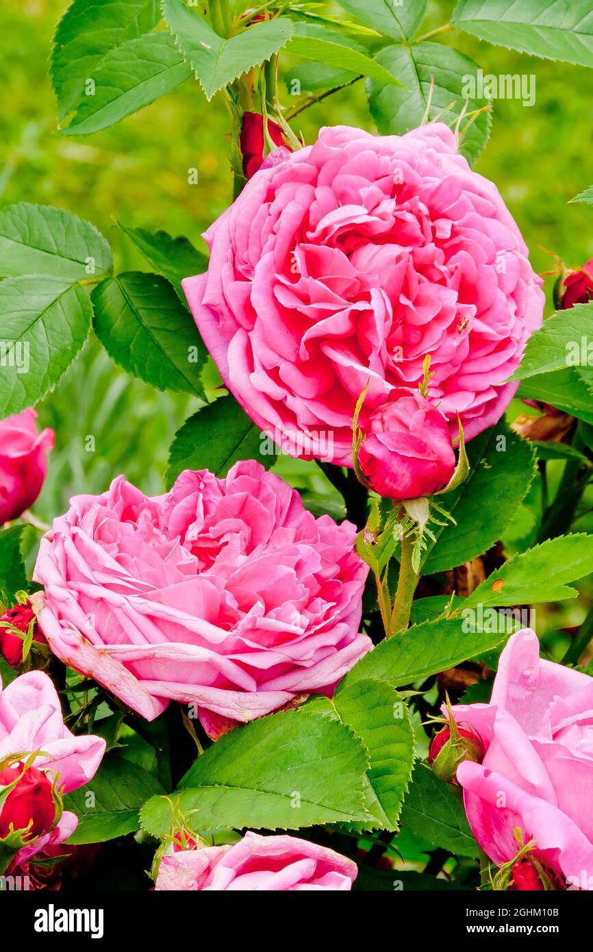 Rose tree 'Magna Charta' in bloom in a garden Stock Photo - Alamy