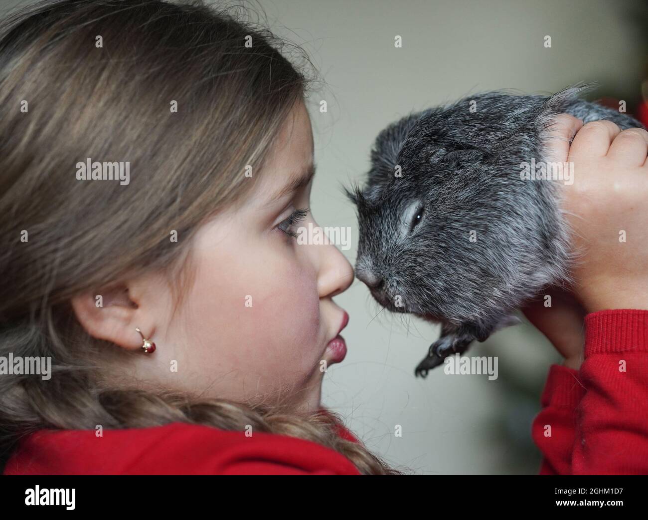 Little girl holding and talking her guinea pig. Selective focus. Stock Photo