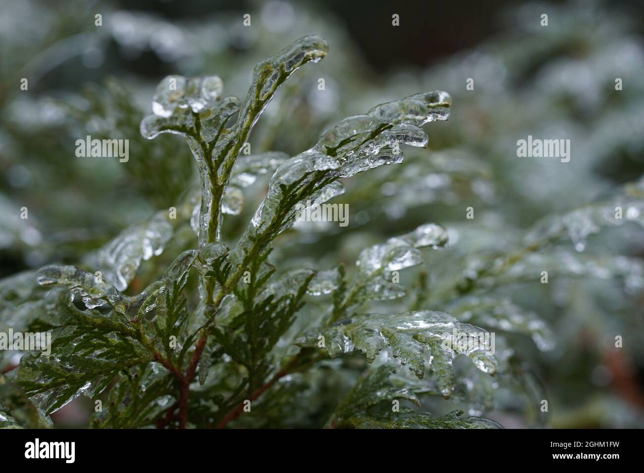 Juniper Raim Juniper branch covered ice and snow after an icy rain. Nature concept ...