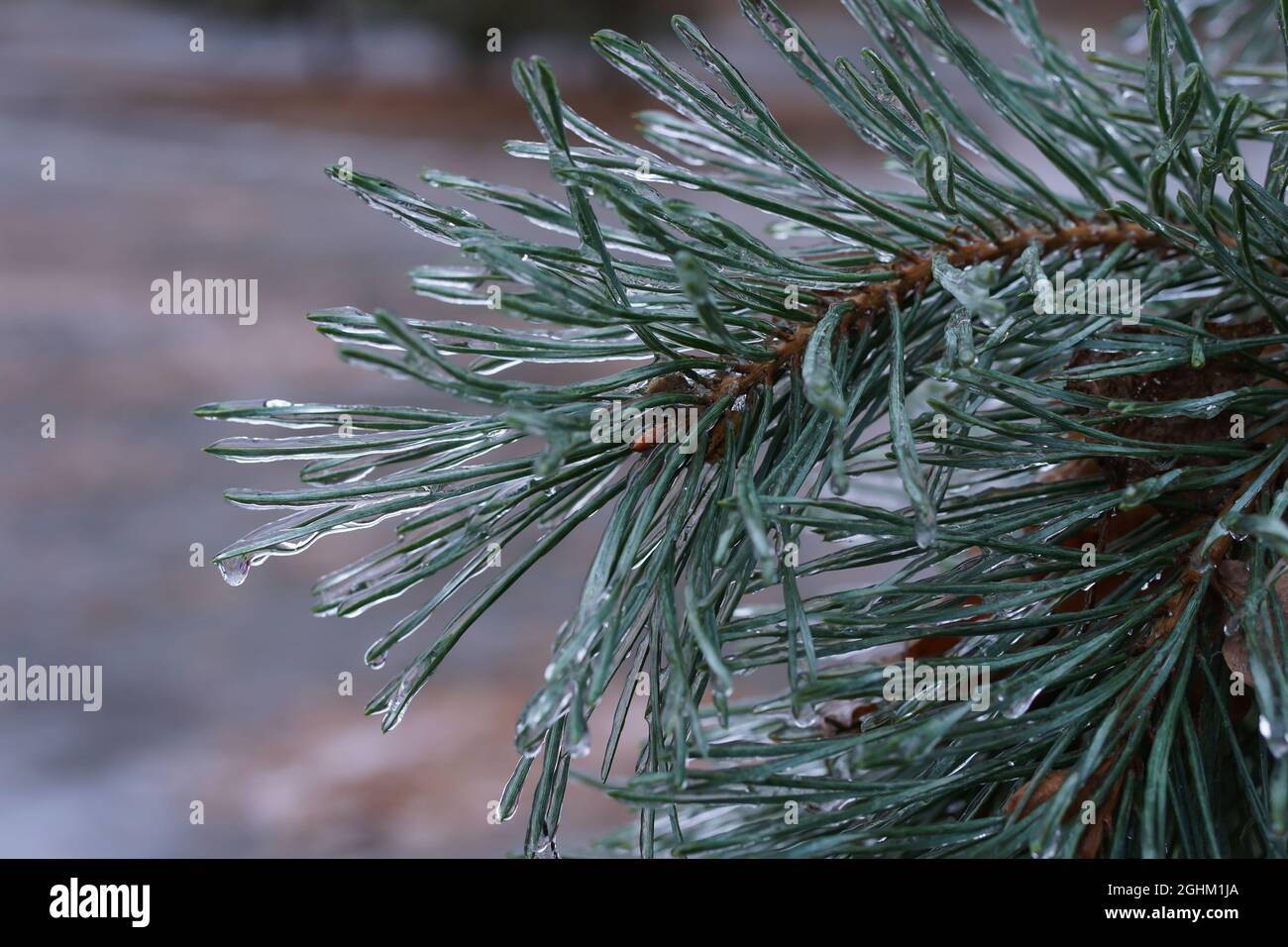 Pine tree branch covered ice and snow after an icy rain. Nature concept. Selective focus on a middle part of photo. Bokeh effect. Stock Photo