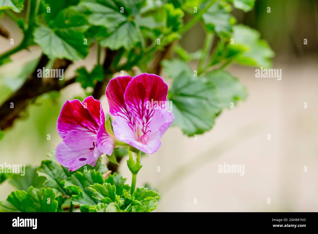 Pelargonium 'Tip Top Duet' in bloom in a garden Stock Photo