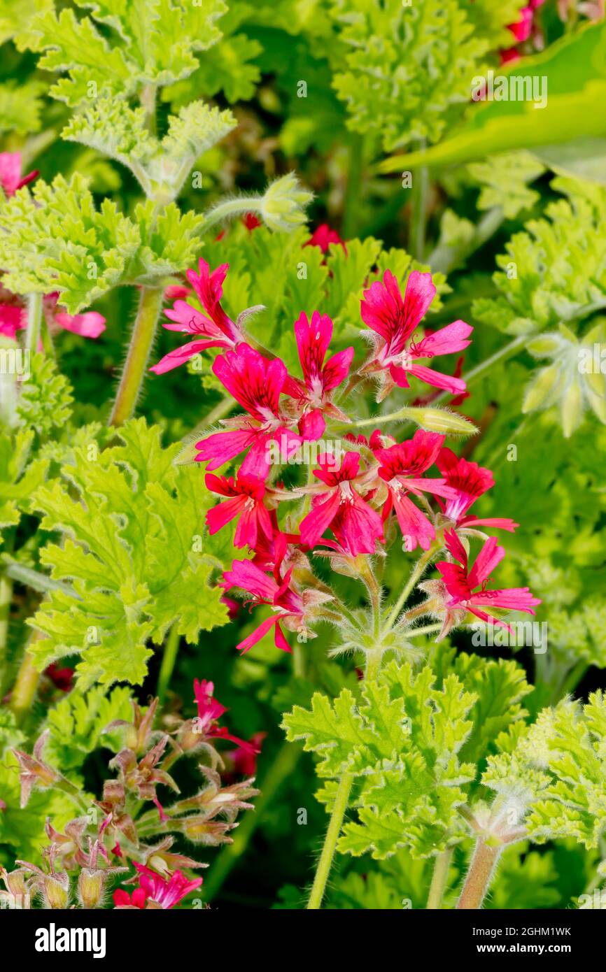 Pelargonium 'Concolor Lace' in bloom in a garden Stock Photo