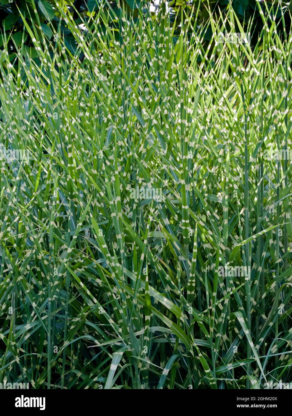 Miscanthus Sinensis 'Zebrinus' Stock Photo - Alamy