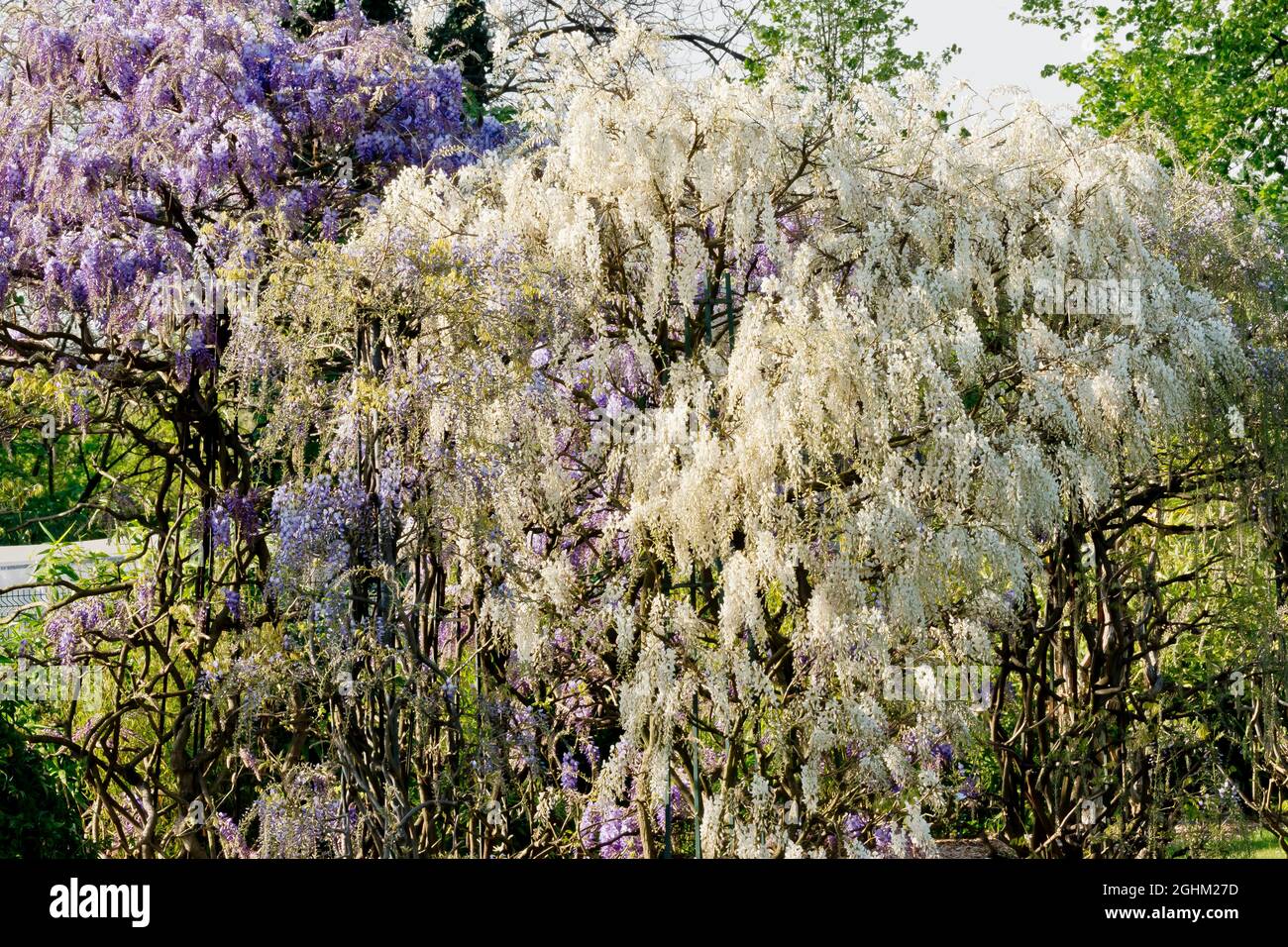 Wisteria formosa, Wisteria sinensis 'Flore Pleno' Stock Photo - Alamy