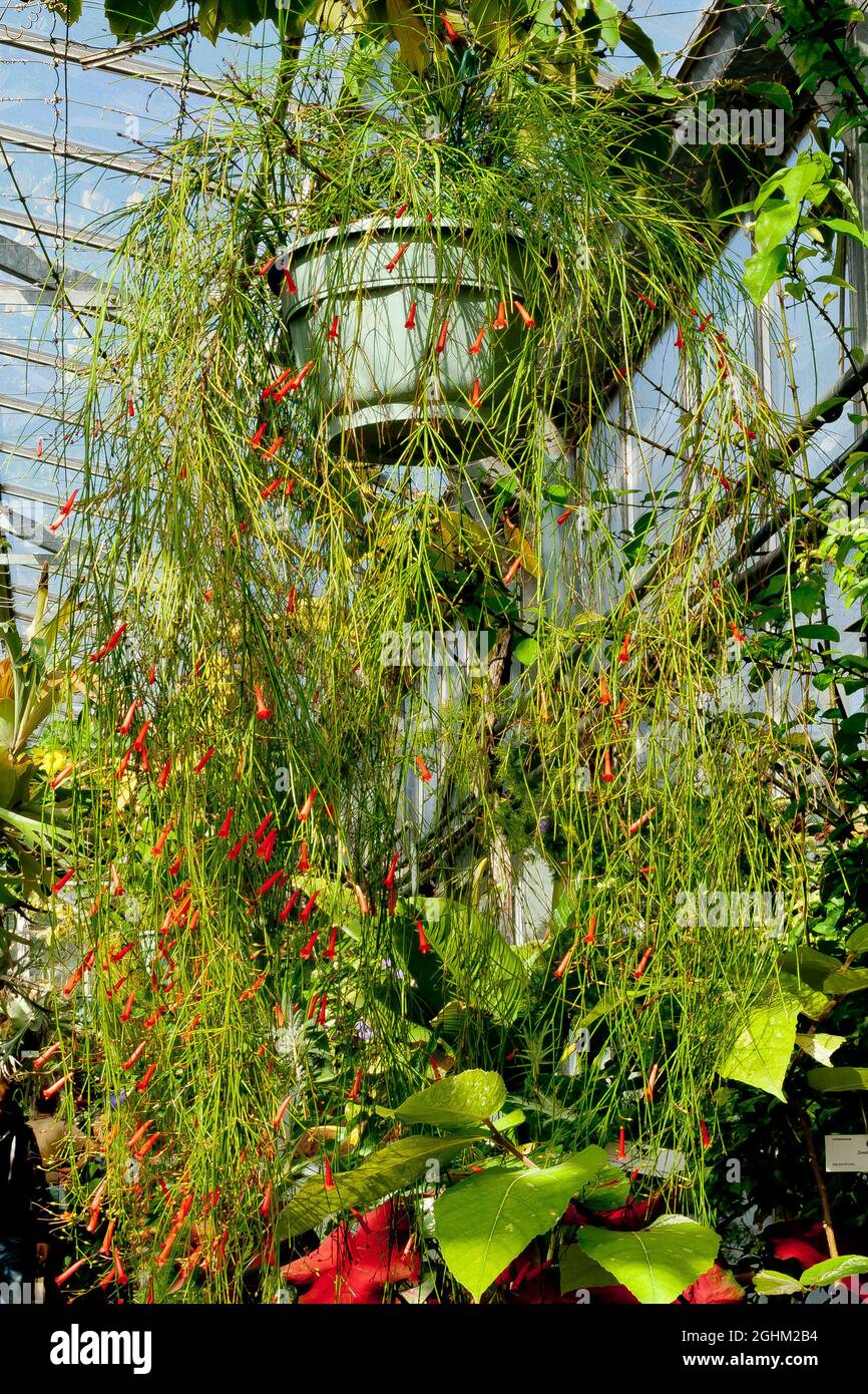 Russelia equisetiformis Stock Photo