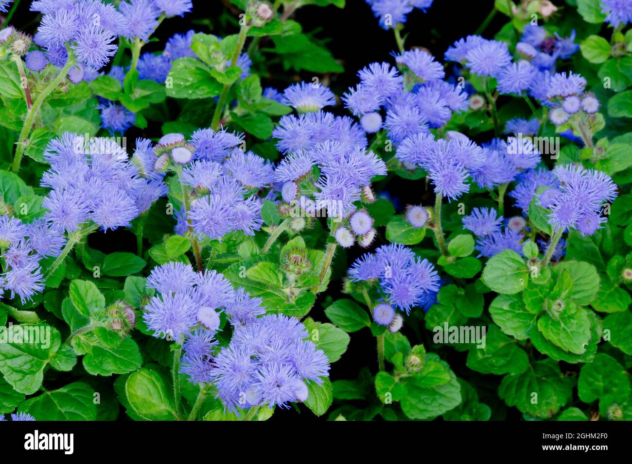 Ageratum houstonianum 'Danube Bleu' Stock Photo