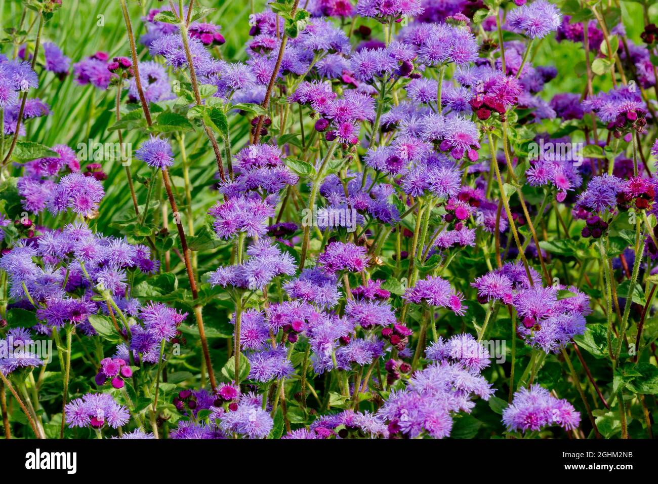 Ageratum houstonianum ‘Red Sea’ Stock Photo - Alamy