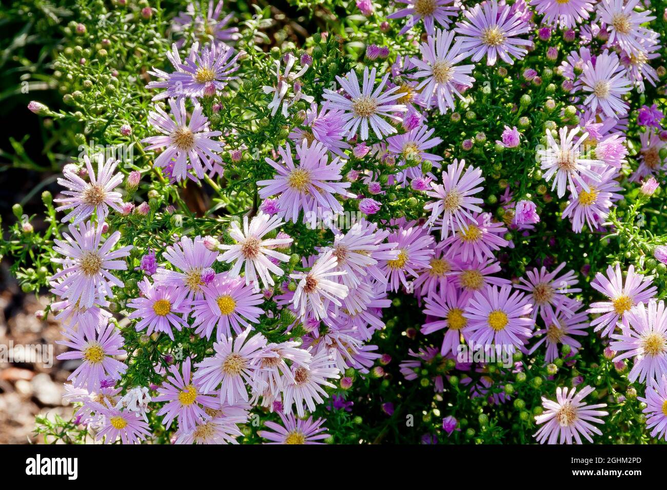 Aster ericoides 'Pink Star' Stock Photo