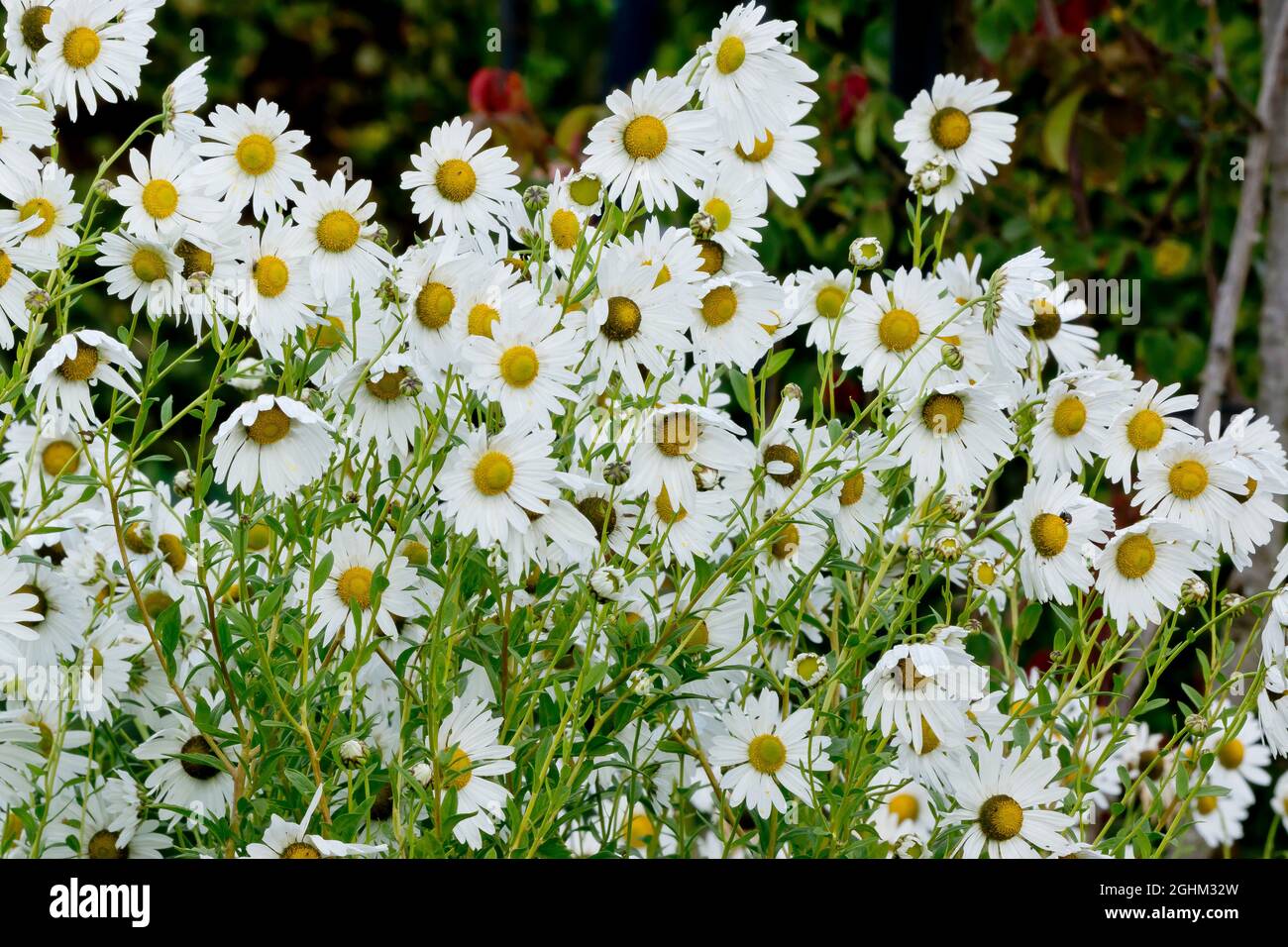 Chrysanthemum 'serotinum' in bloom in garden Stock Photo Alamy