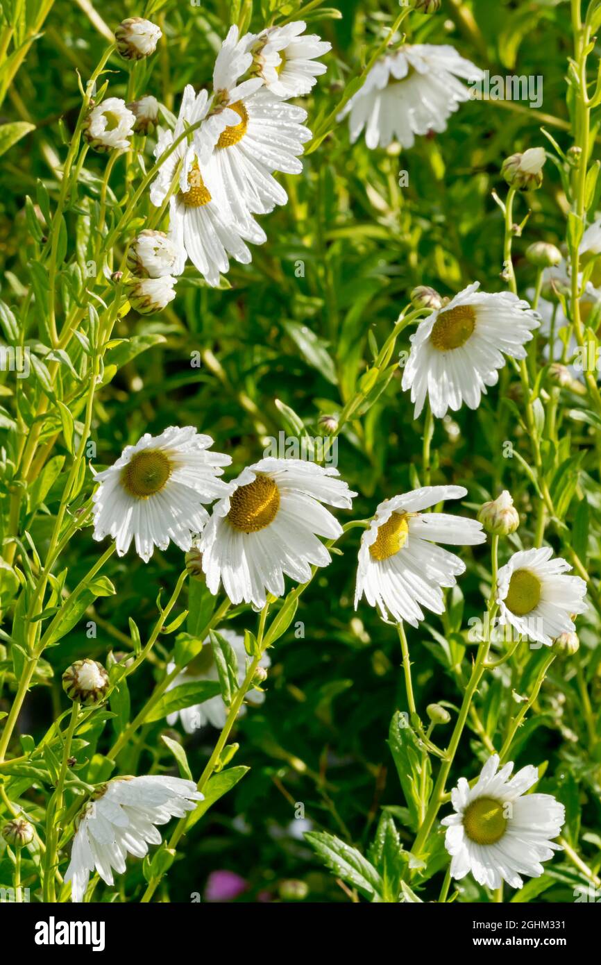 Chrysanthemum 'serotinum' in bloom in garden Stock Photo Alamy
