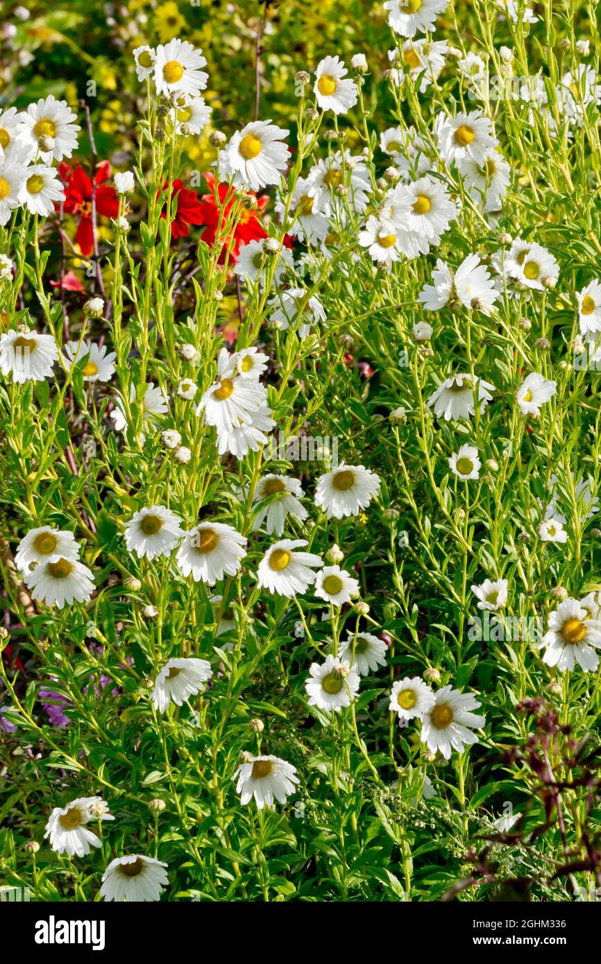 Chrysanthemum serotinum hires stock photography and images Alamy