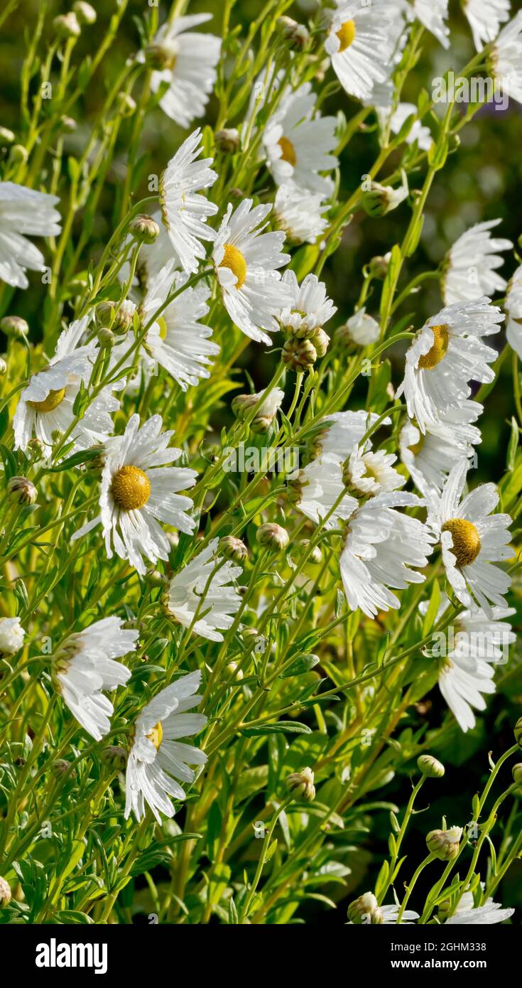 Chrysanthemum 'serotinum' in bloom in garden Stock Photo Alamy
