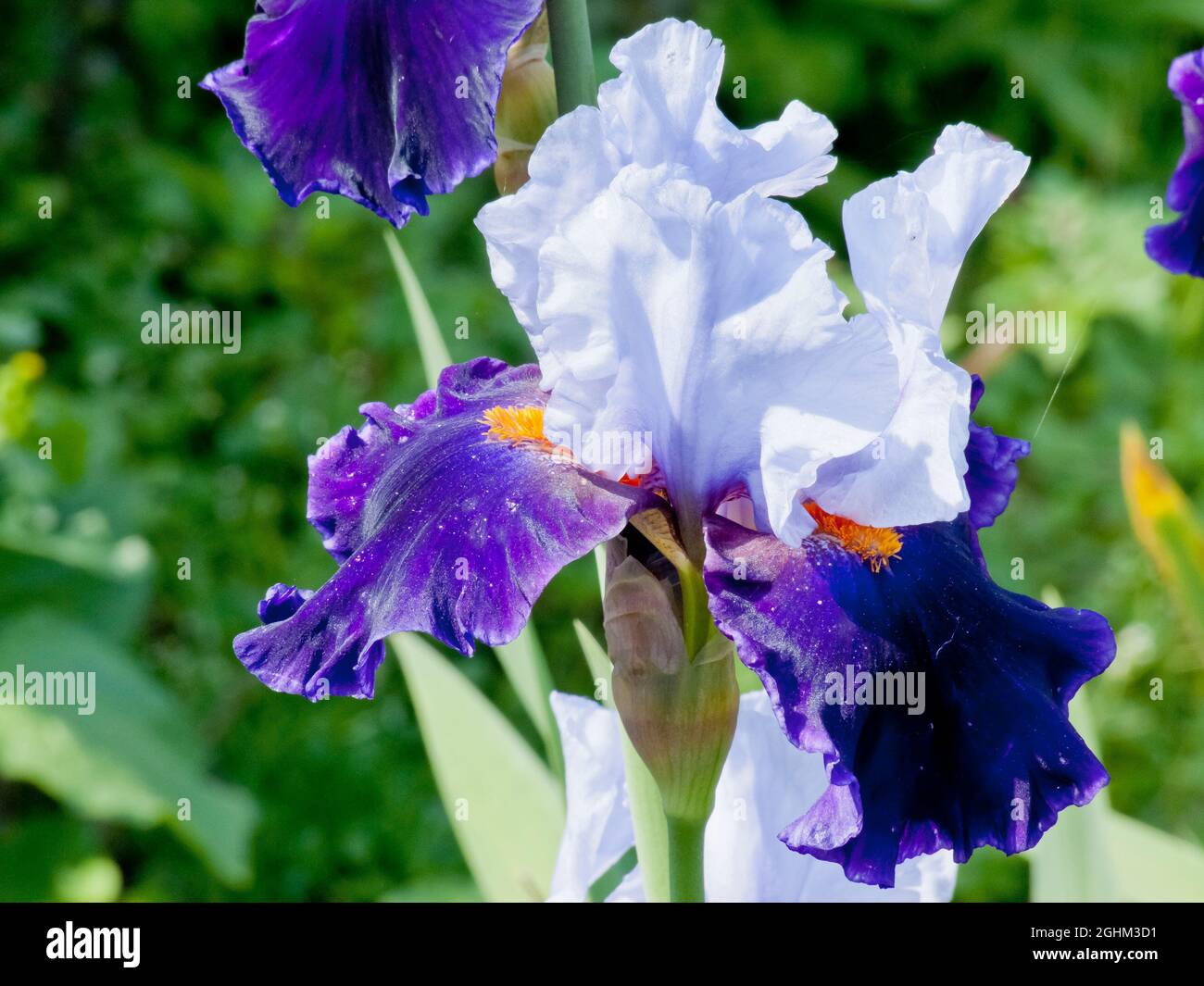 Iris Germanica 'Chelsea Bleu' Obtenteur : Cayeux 2004 Stock Photo - Alamy