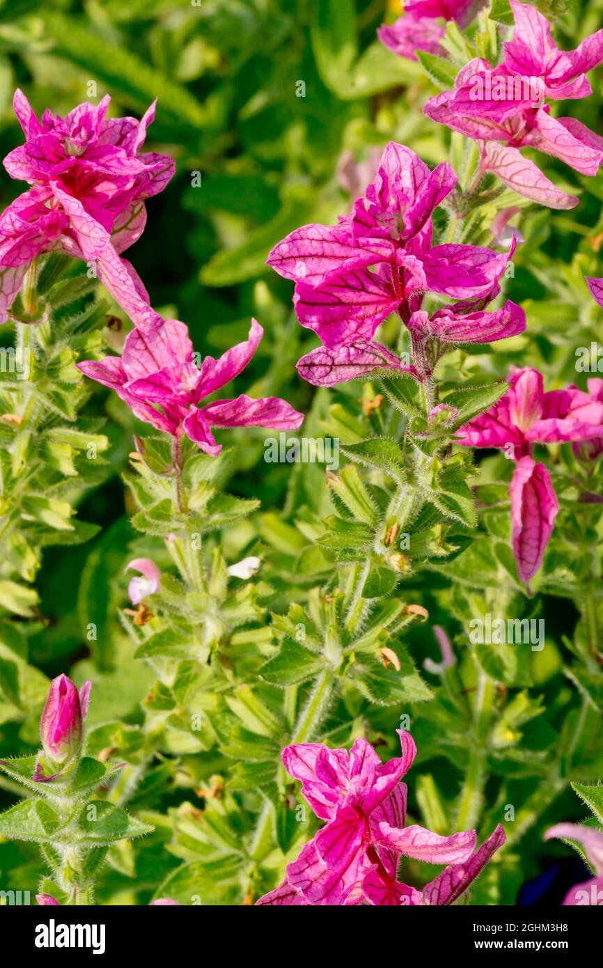 Salvia viridis 'Pink Sundae' Stock Photo