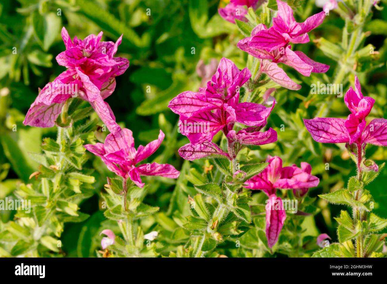 Salvia viridis 'Pink Sundae' Stock Photo