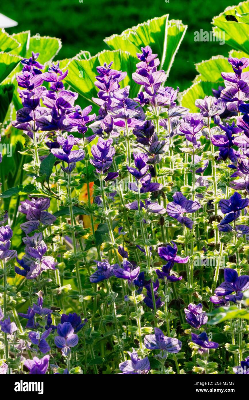 Salvia viridis 'Oxford Blue' Stock Photo