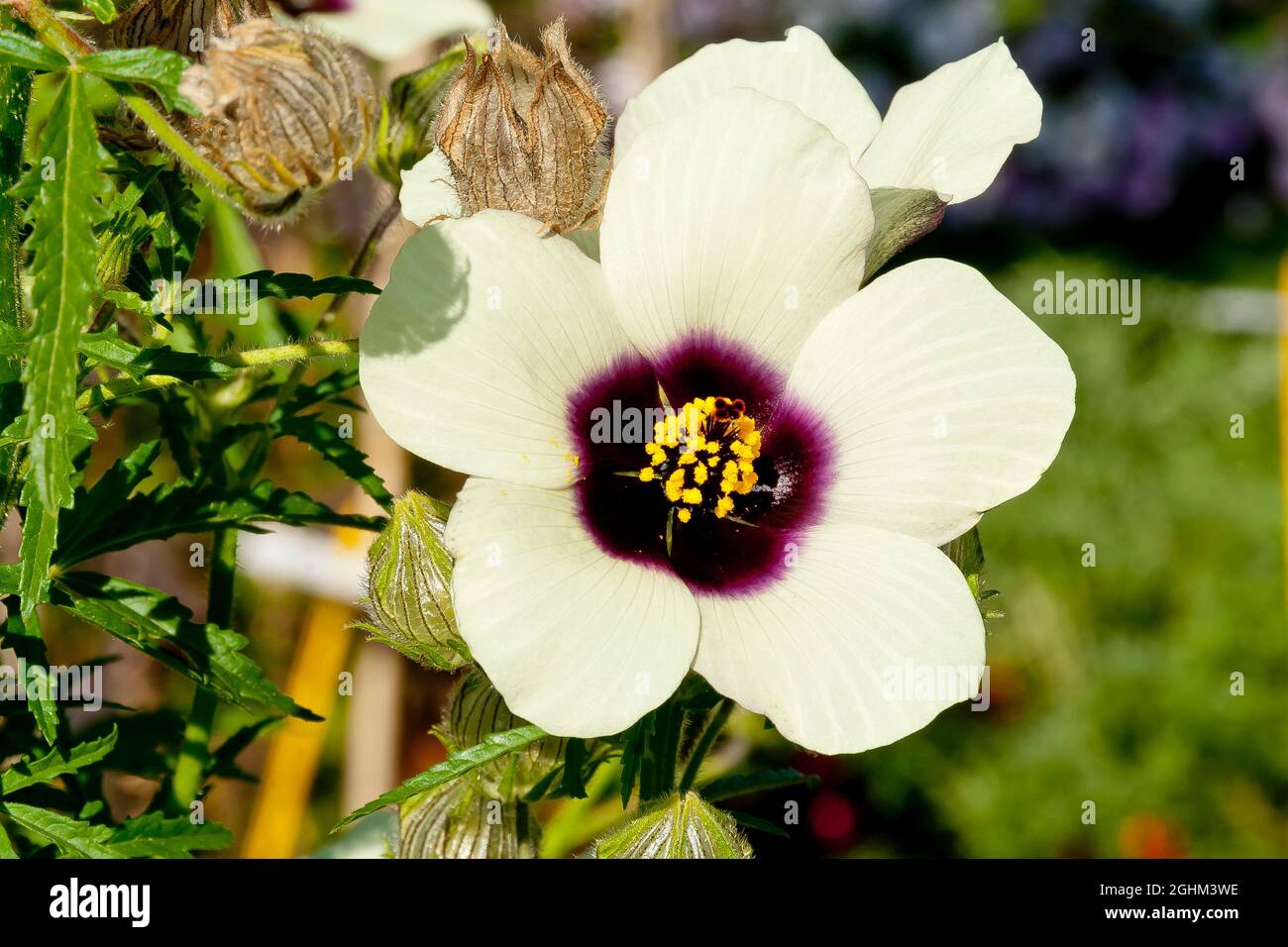 Hibiscus Cannabinus High Resolution Stock Photography And Images Alamy