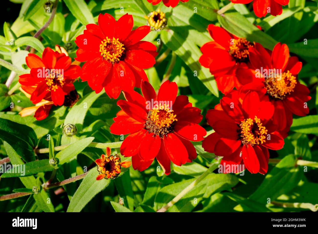 Zinnia marylandica hires stock photography and images Alamy