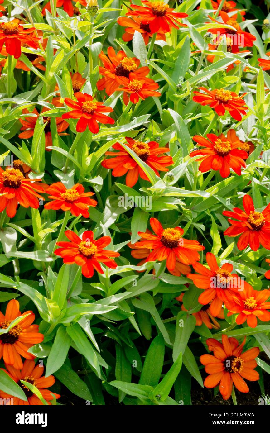 Zinnia 'Profusion Fire' Stock Photo Alamy