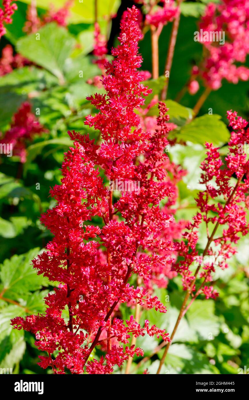 Astilbe japonica 'Montgomery' Stock Photo Alamy