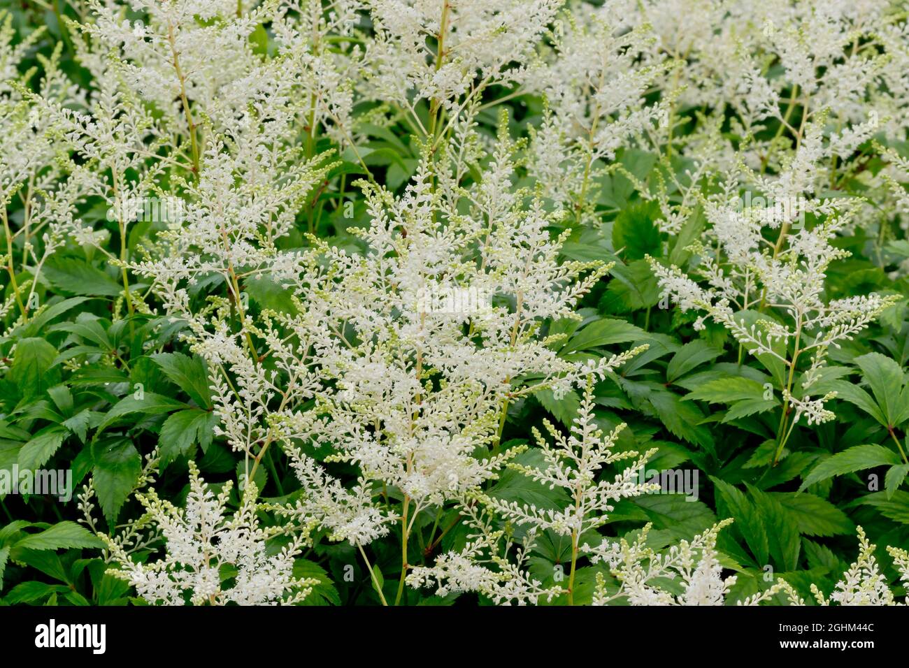 Astilbe japonica 'Gladstone' Stock Photo