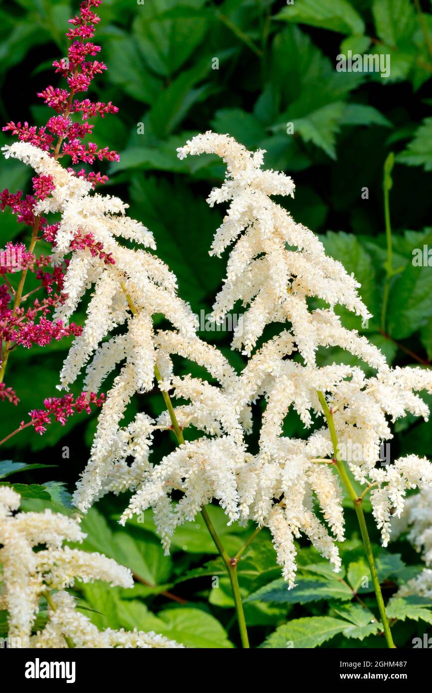 Astilbe arendsii 'White Queen' Stock Photo