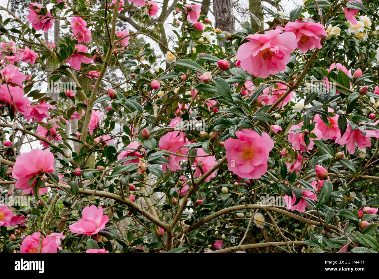 Camellia 'Mary Phoebe Taylor' in bloom in a garden Stock Photo - Alamy
