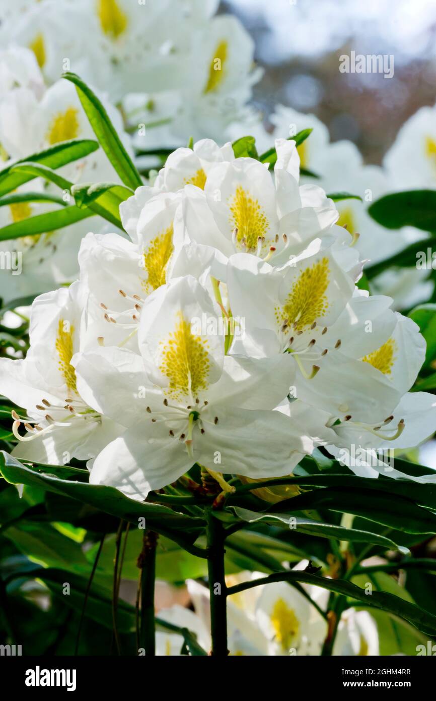 Rhododendron 'Madame Masson' in bloom in a garden Stock Photo - Alamy