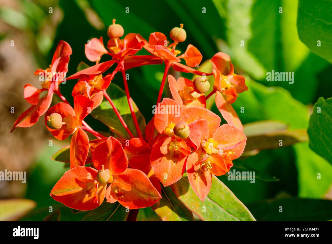 Euphorbia griffithii 'Fireglow' Stock Photo Alamy