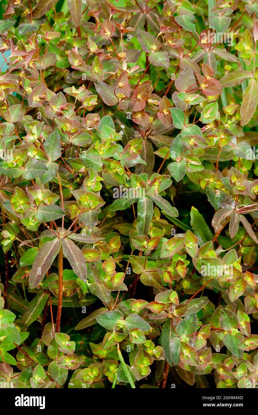 Euphorbia dulcis 'Chameleon' Stock Photo
