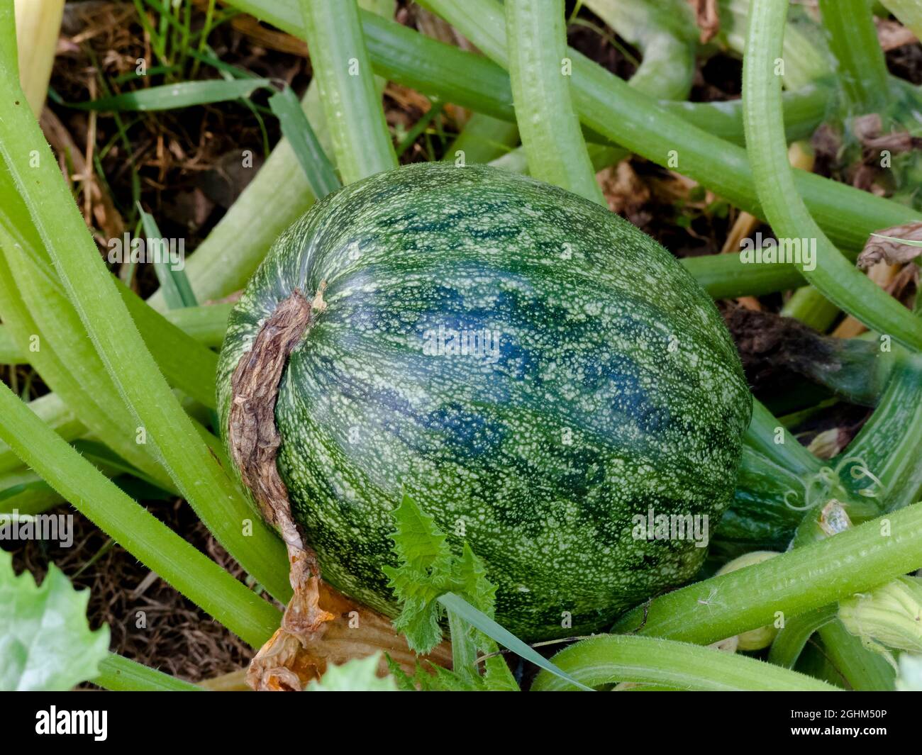 Courgette 'Ronde de Nice' Stock Photo - Alamy