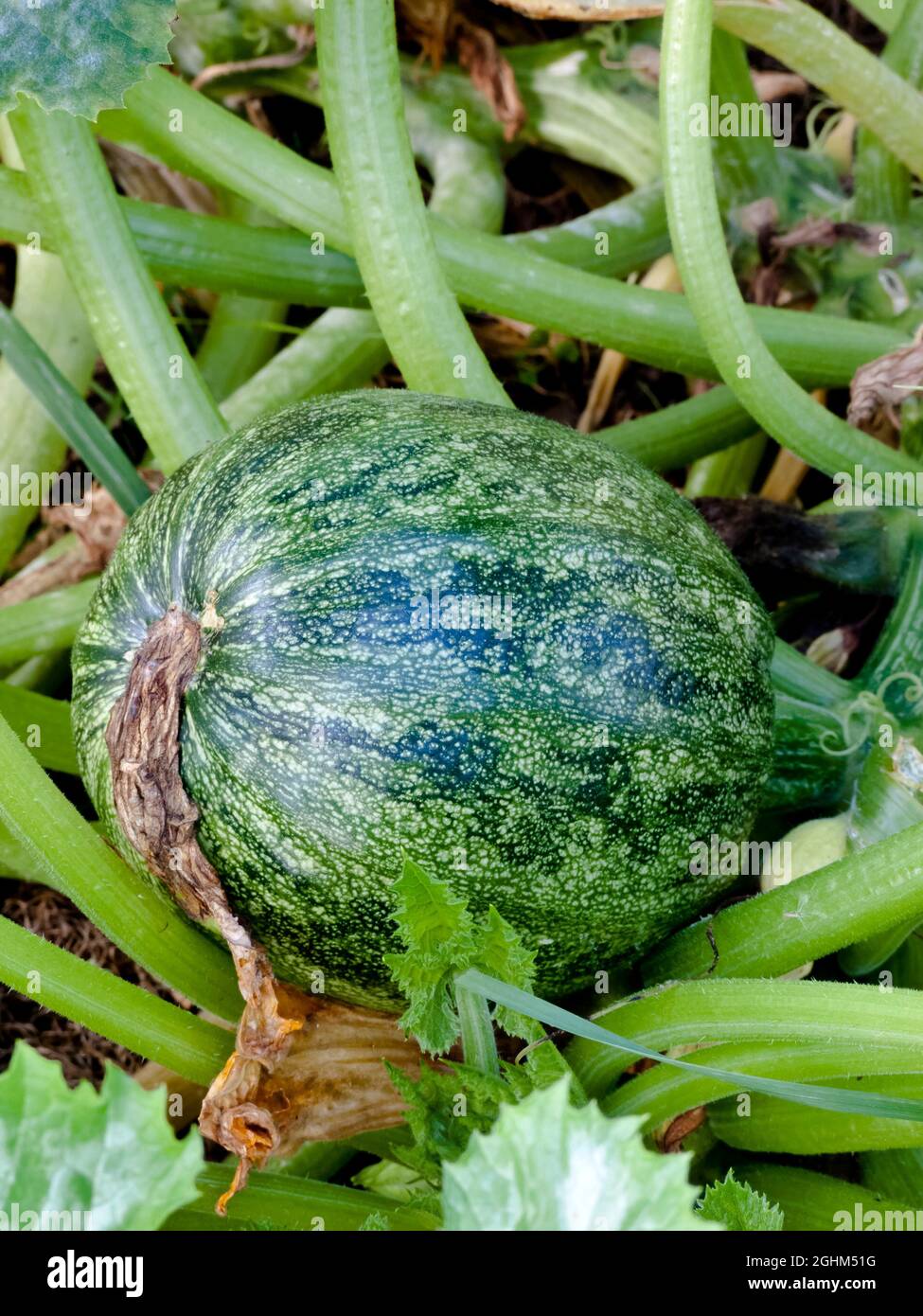Courgette 'Ronde de Nice' Stock Photo - Alamy