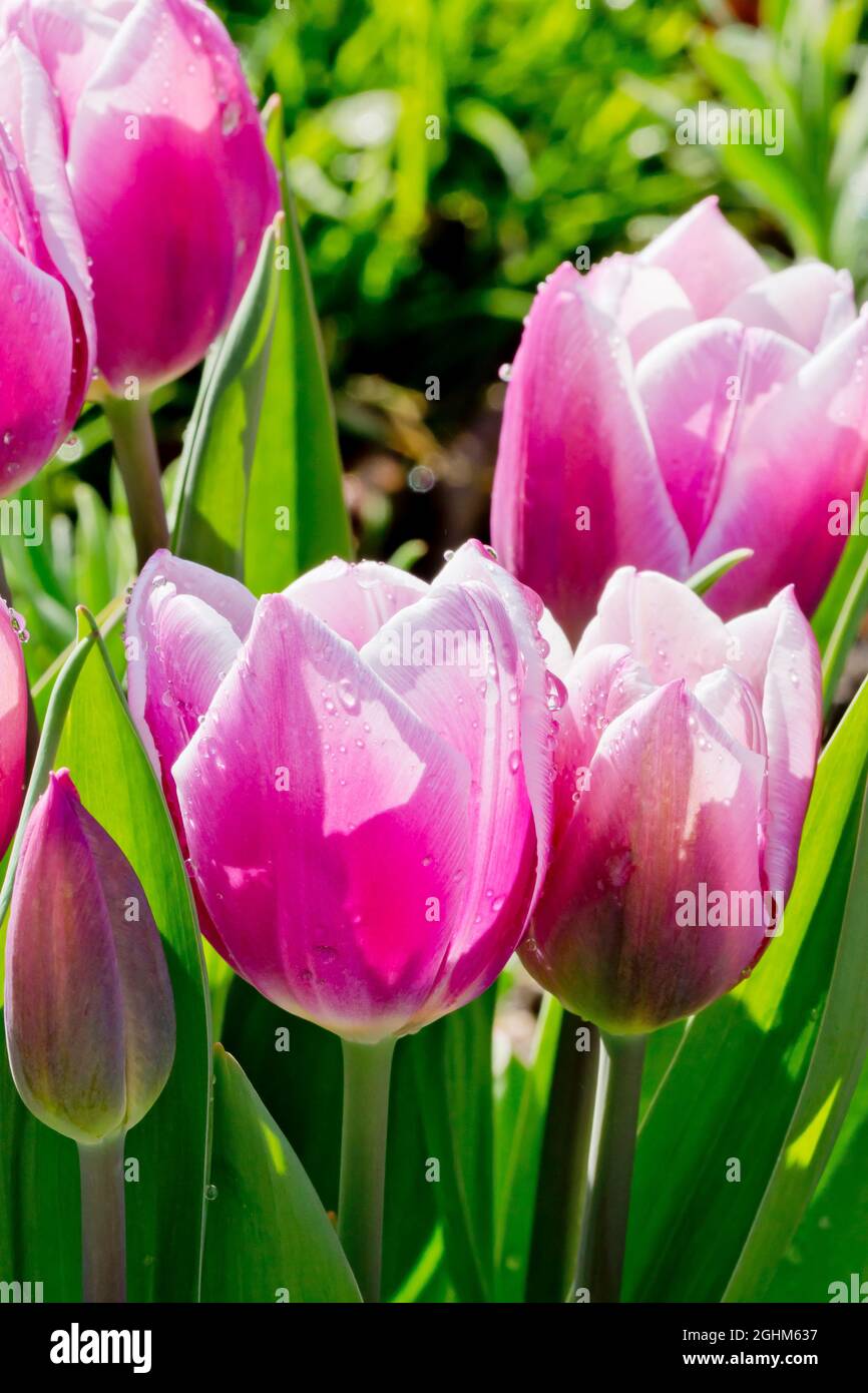 Tulip 'Dreaming Mermaid' in bloom in a garden Stock Photo Alamy