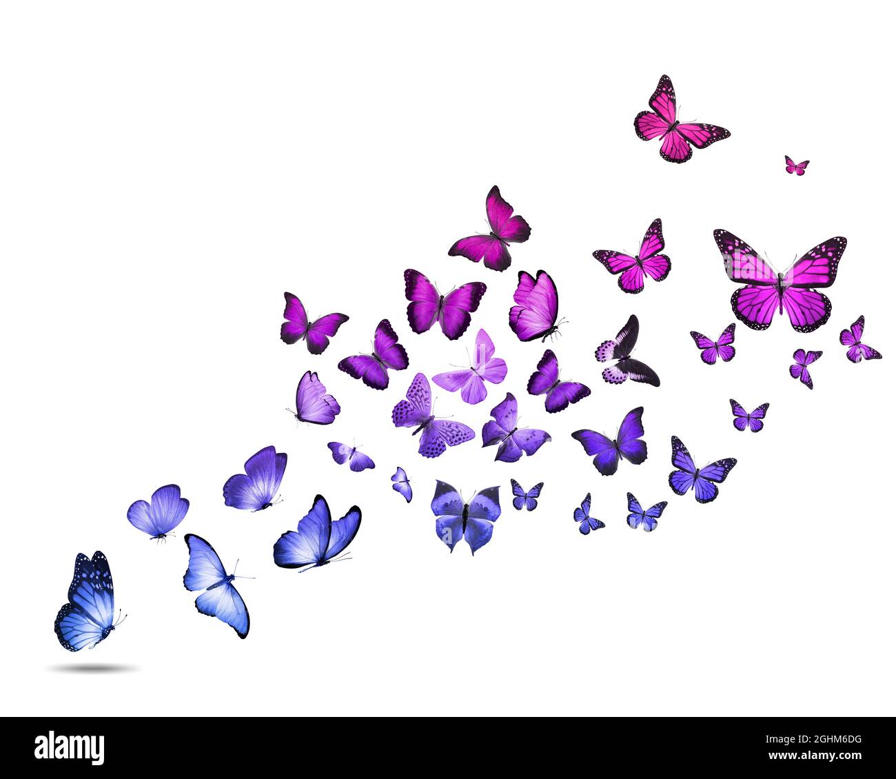 a flock of colorful flying butterflies isolated on a white background. High  quality photo Stock Photo - Alamy