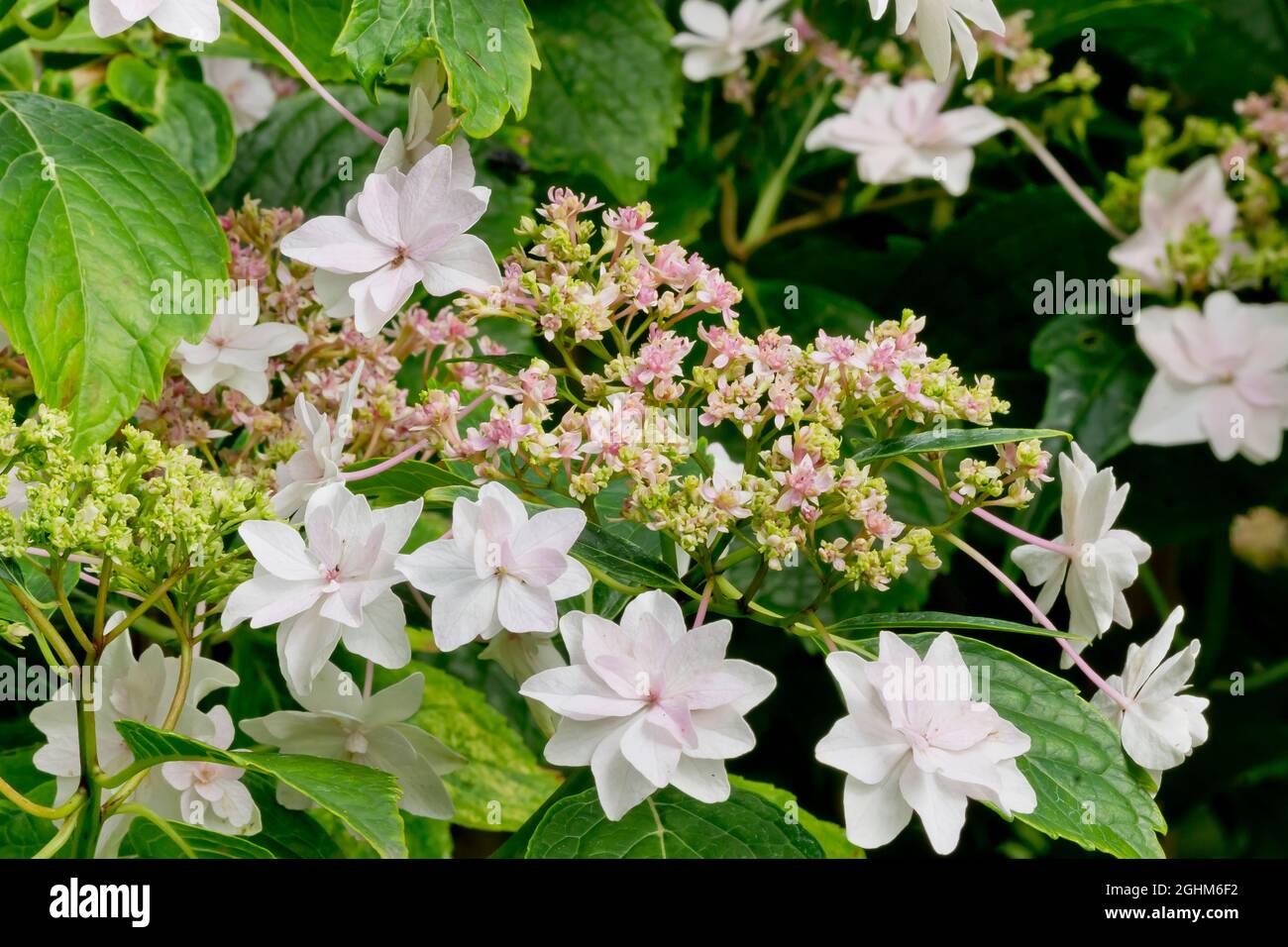 Hydrangea macrophylla 'Feu d'Artifice' Stock Photo