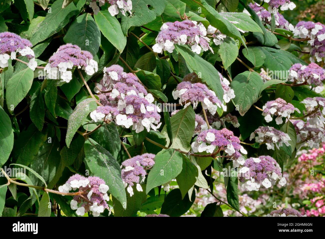 Hydrangea aspera ssp strigosa Stock Photo