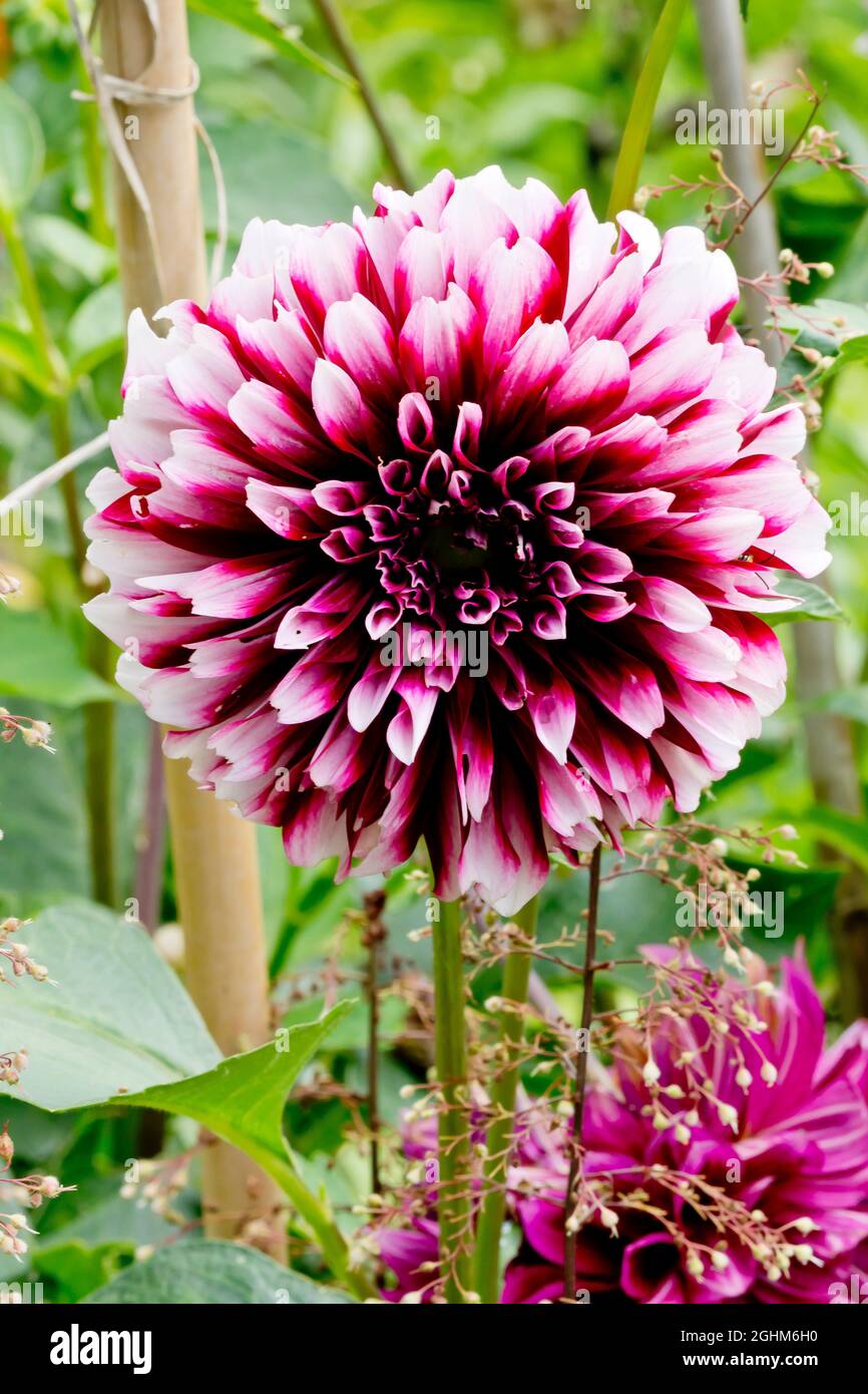 Dahlia 'Edimbourg' in bloom in a garden Stock Photo