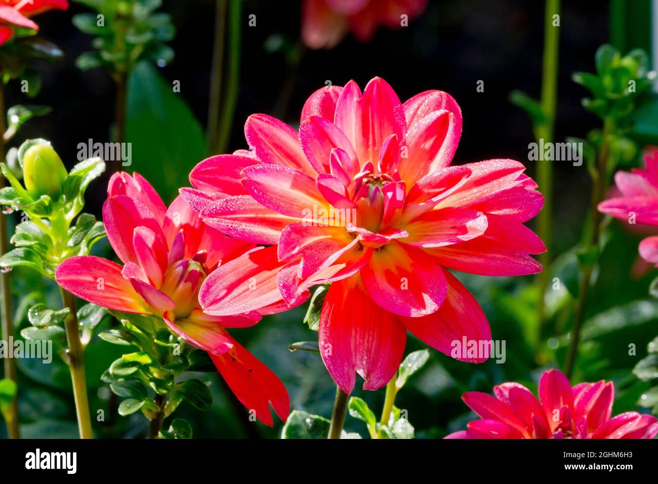 Dahlia Valentino in bloom in a garden Stock Photo - Alamy