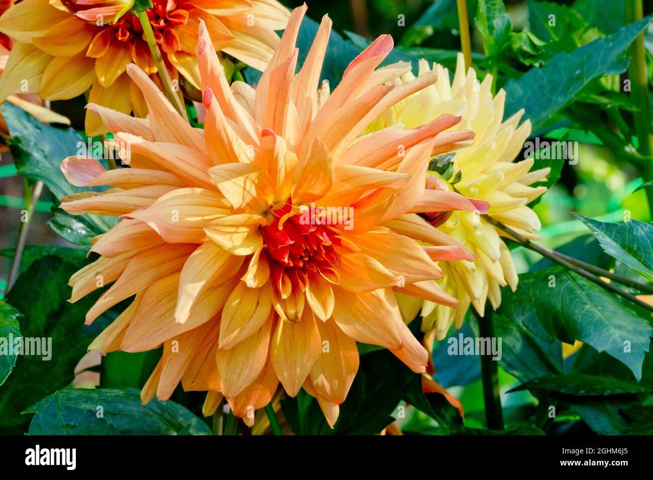 Dahlia ‘French Cancan’ in bloom in a garden Stock Photo - Alamy
