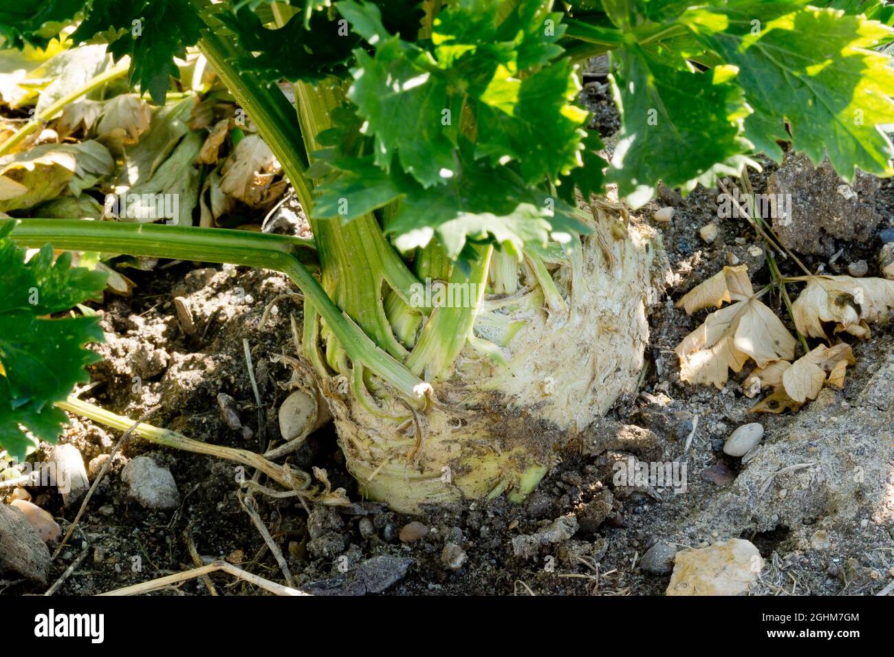 Celeri High Resolution Stock Photography And Images Alamy