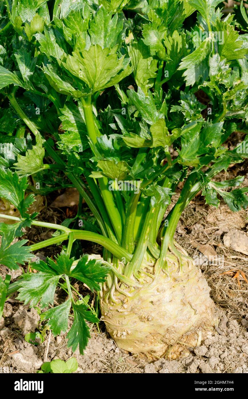 Celeri Rave High Resolution Stock Photography And Images Alamy