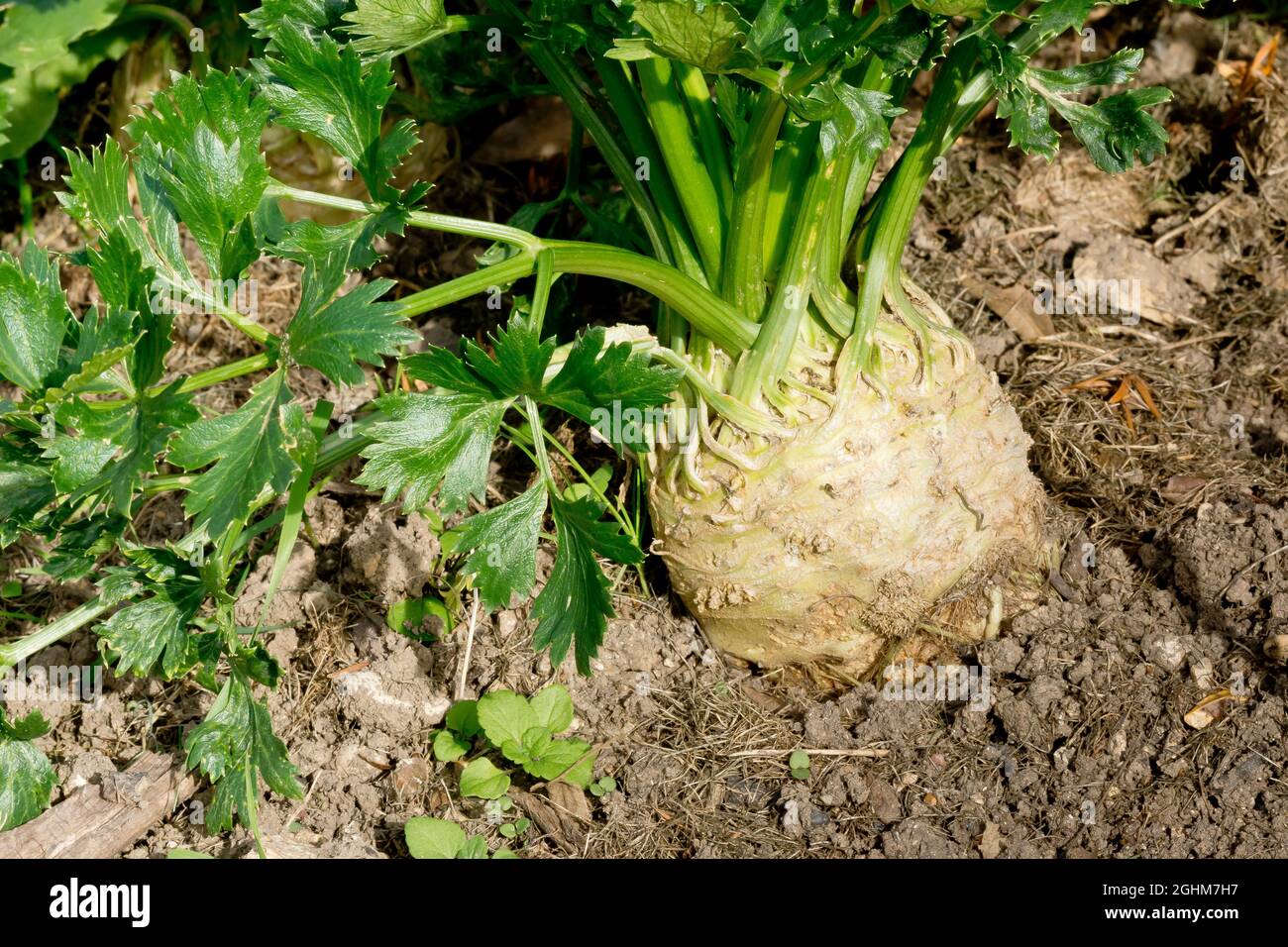 Celeri Rave High Resolution Stock Photography And Images Alamy